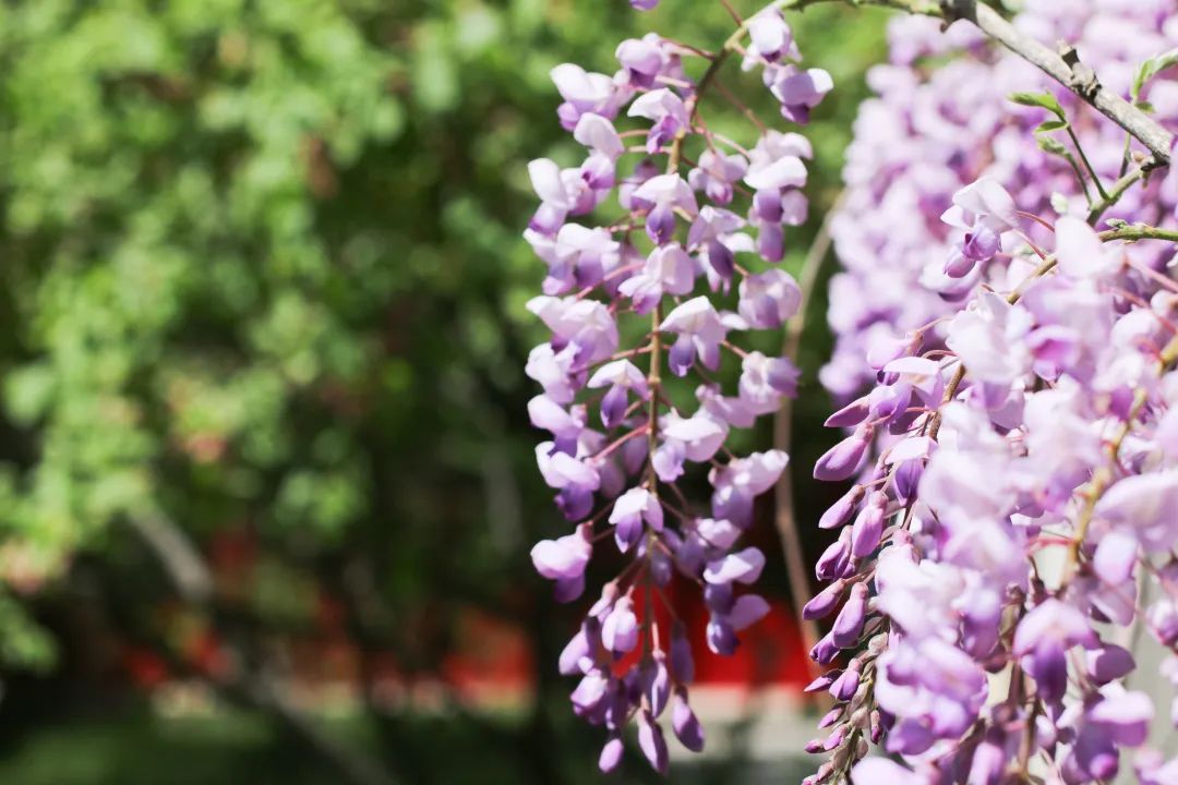 北大的紫藤萝瀑布万花灿烂生生不息