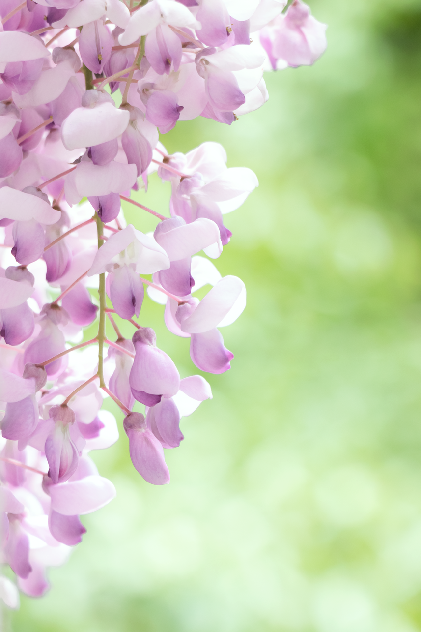 北大的紫藤萝瀑布万花灿烂生生不息