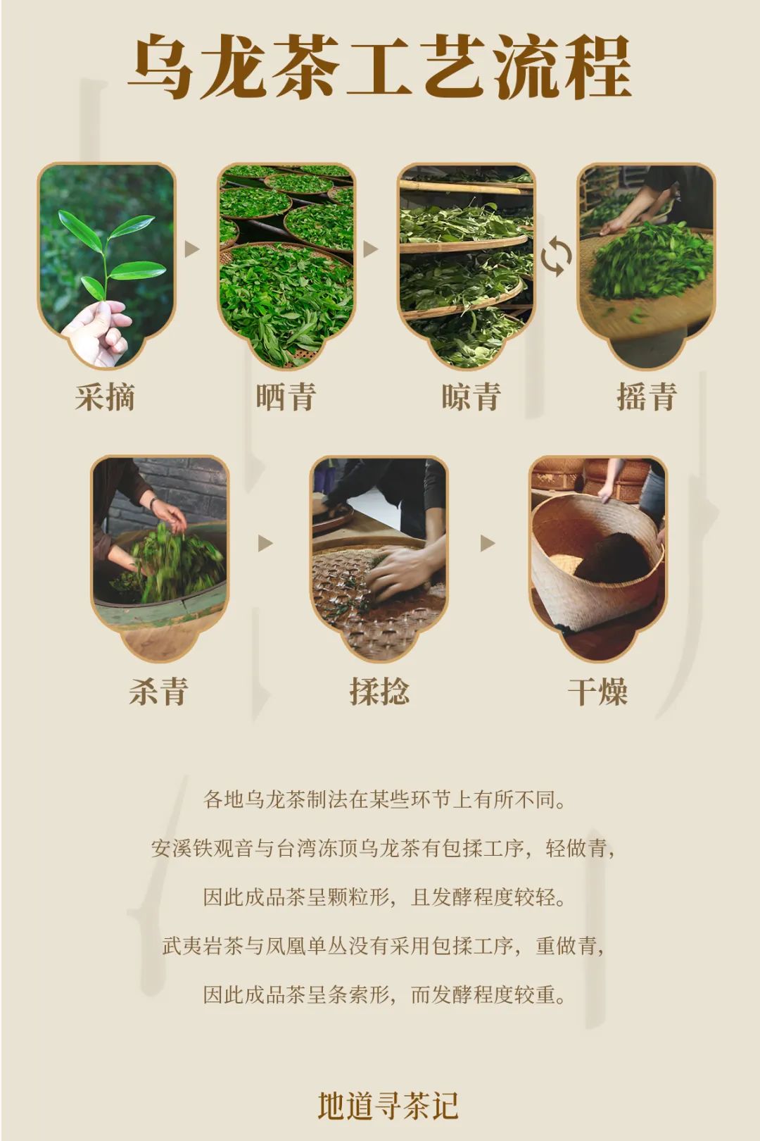 乌龙茶制作工艺流程设计/九阳乌龙茶制茶工艺各地都有细节上的区别,且