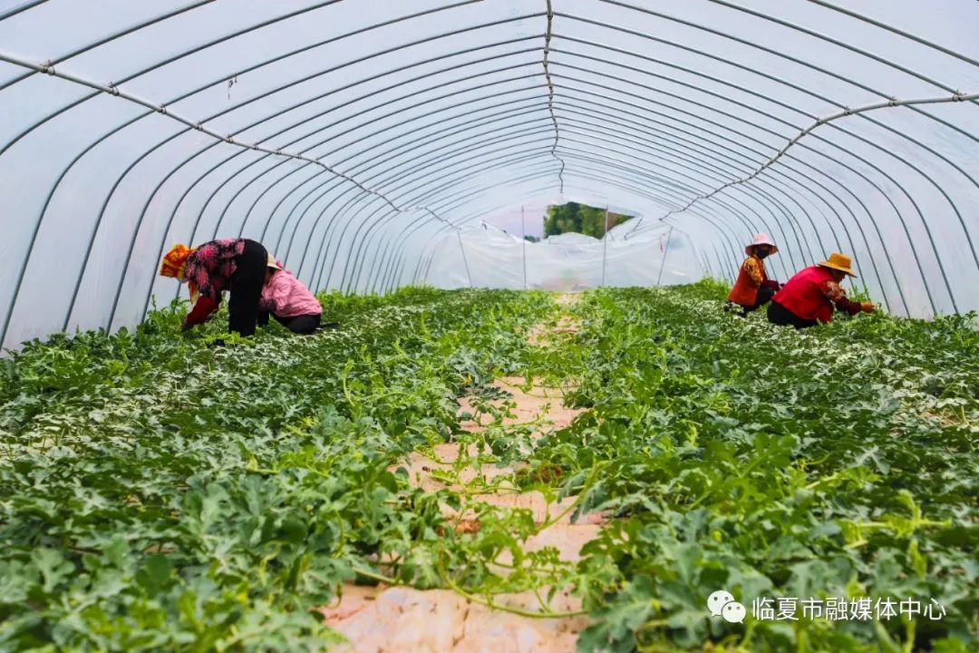 臨夏市因地制宜調結構推廣發展西瓜種植做強特色產業