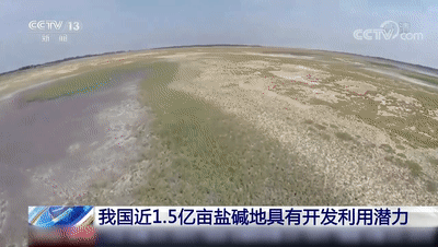 我国盐碱地分布区是根据土壤类型和气候条件变化决定的分为滨海盐渍区