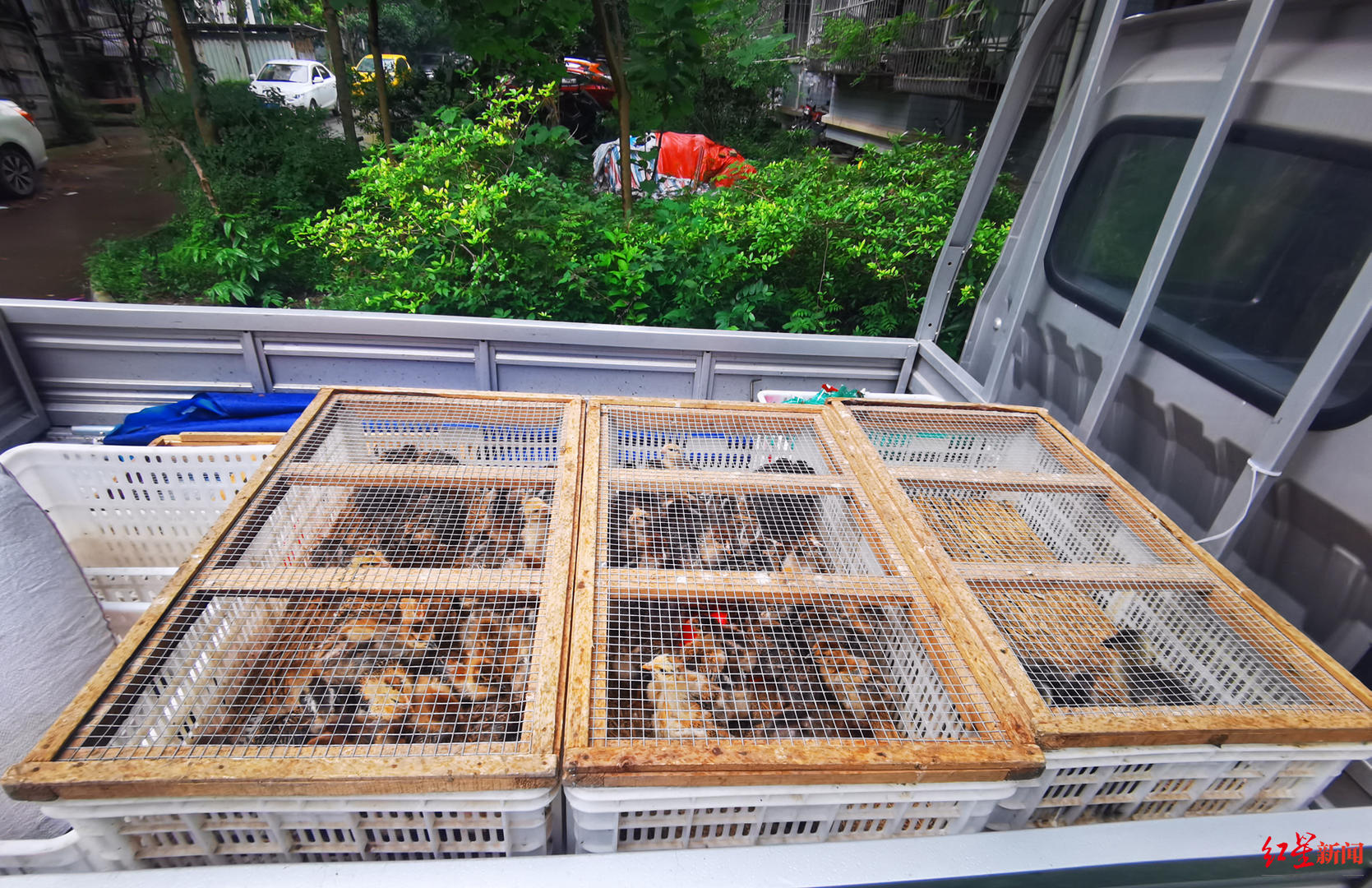 小区大门口惊现养鸡场几百只鸡令业主苦恼镇政府已责令涉事业主限期搬