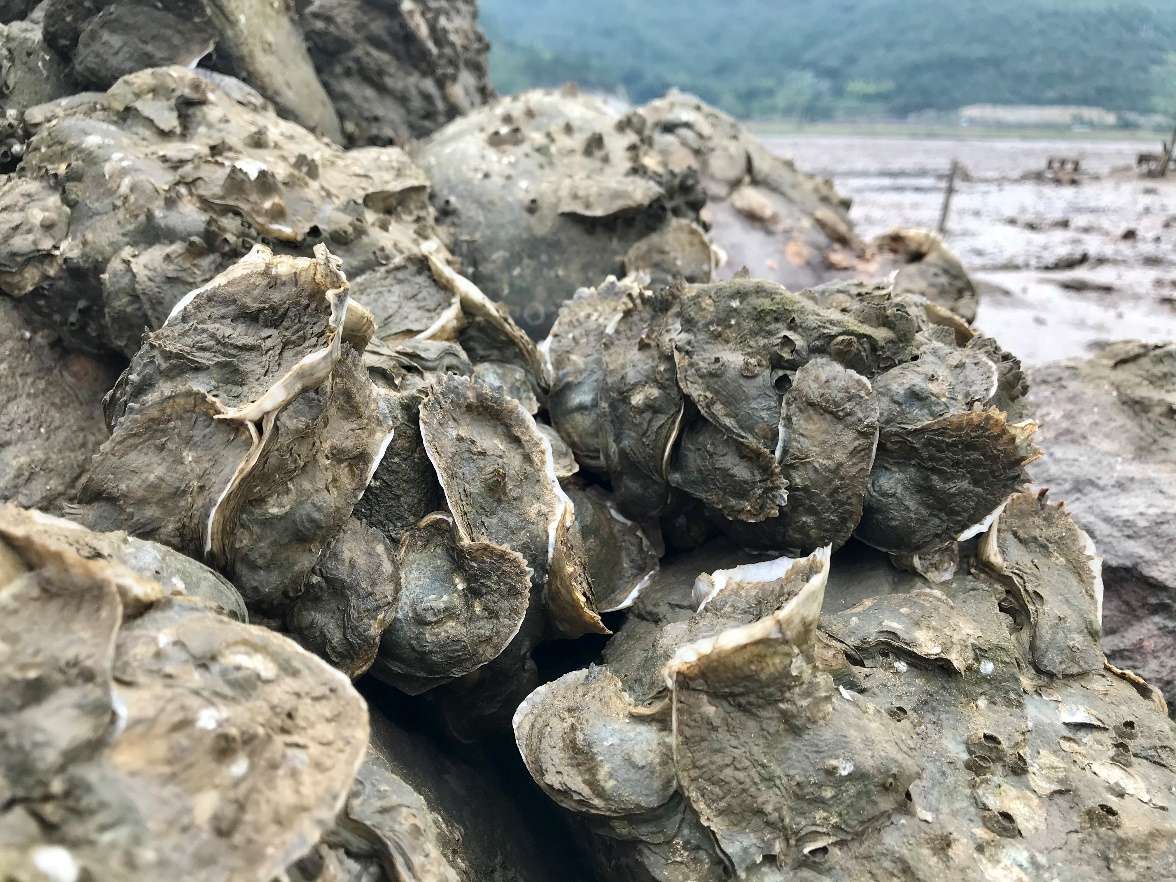 A group of rocks on a beach Description automatically generated with low confidence
