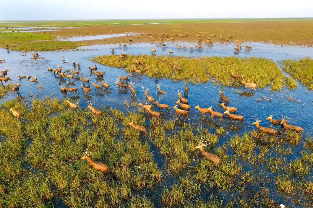 央视聚焦大丰麋鹿种群数量超7000头