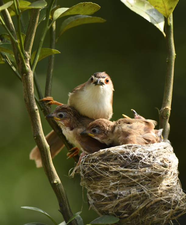 广西崇左鸟儿哺育幼鸟温馨瞬间