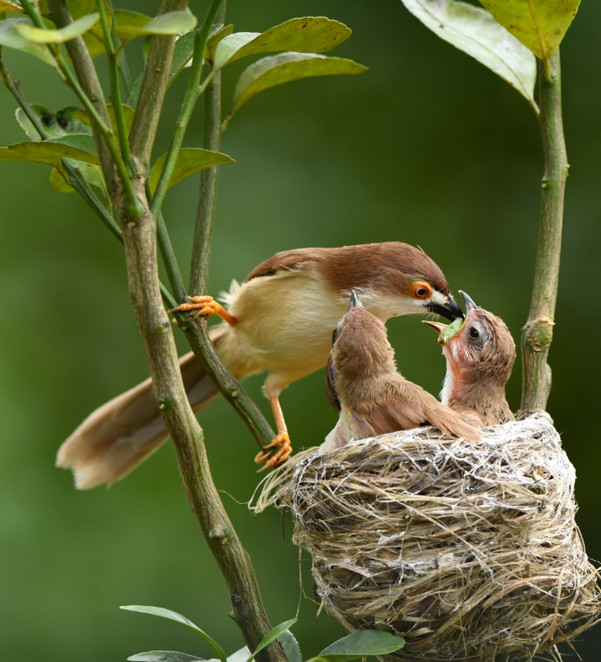 广西崇左鸟儿哺育幼鸟温馨瞬间