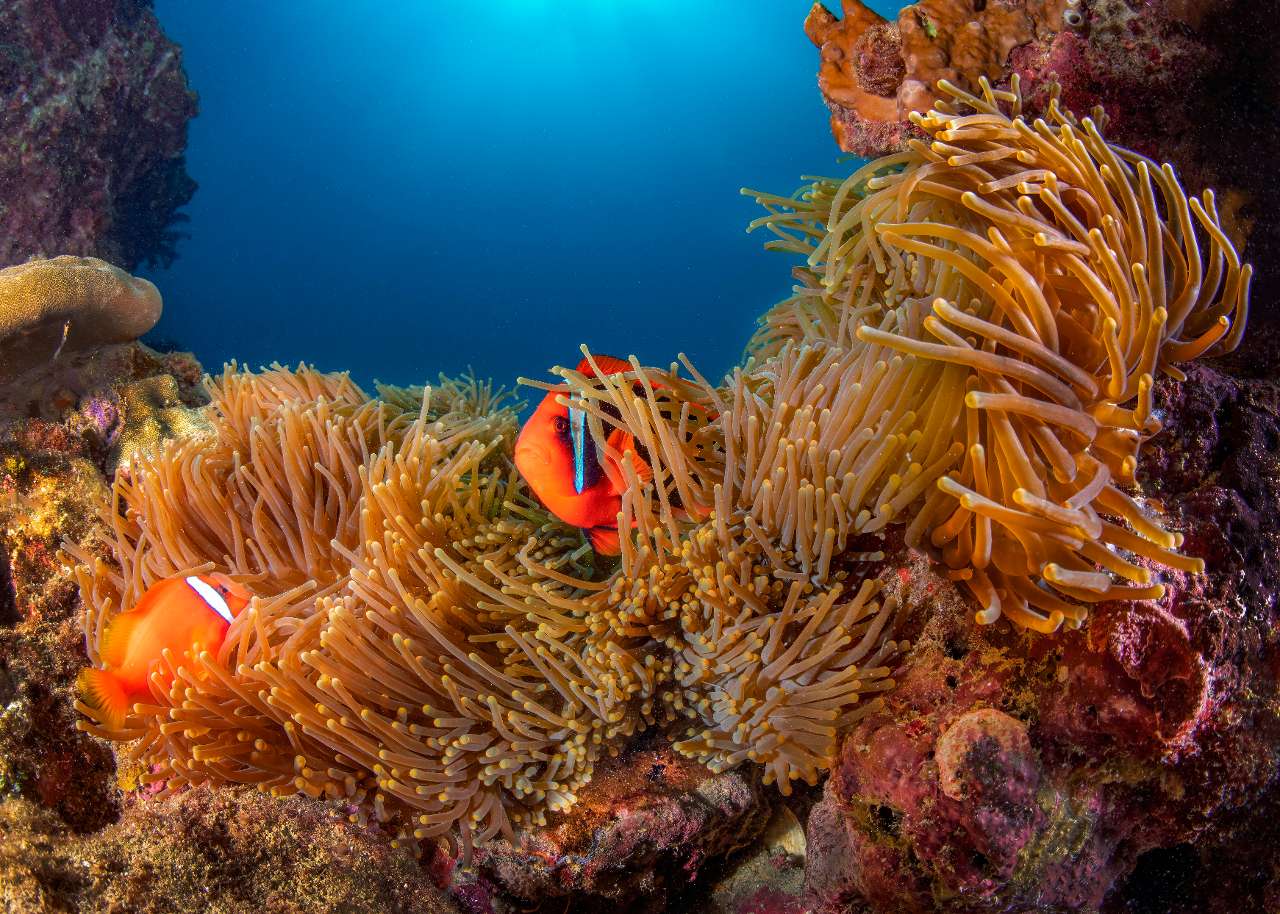 水下的鱼 中度可信度描述已自动生成