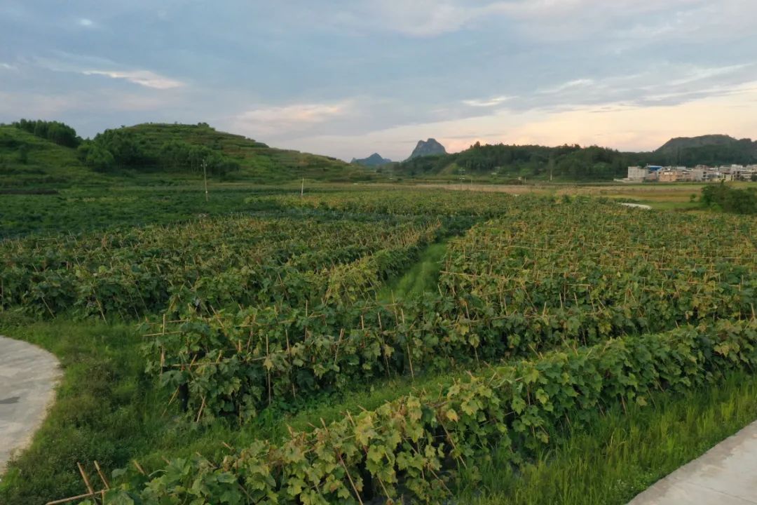 奋进新征程建功新时代林坚福周鹿镇武平村产业兴旺的领头羊