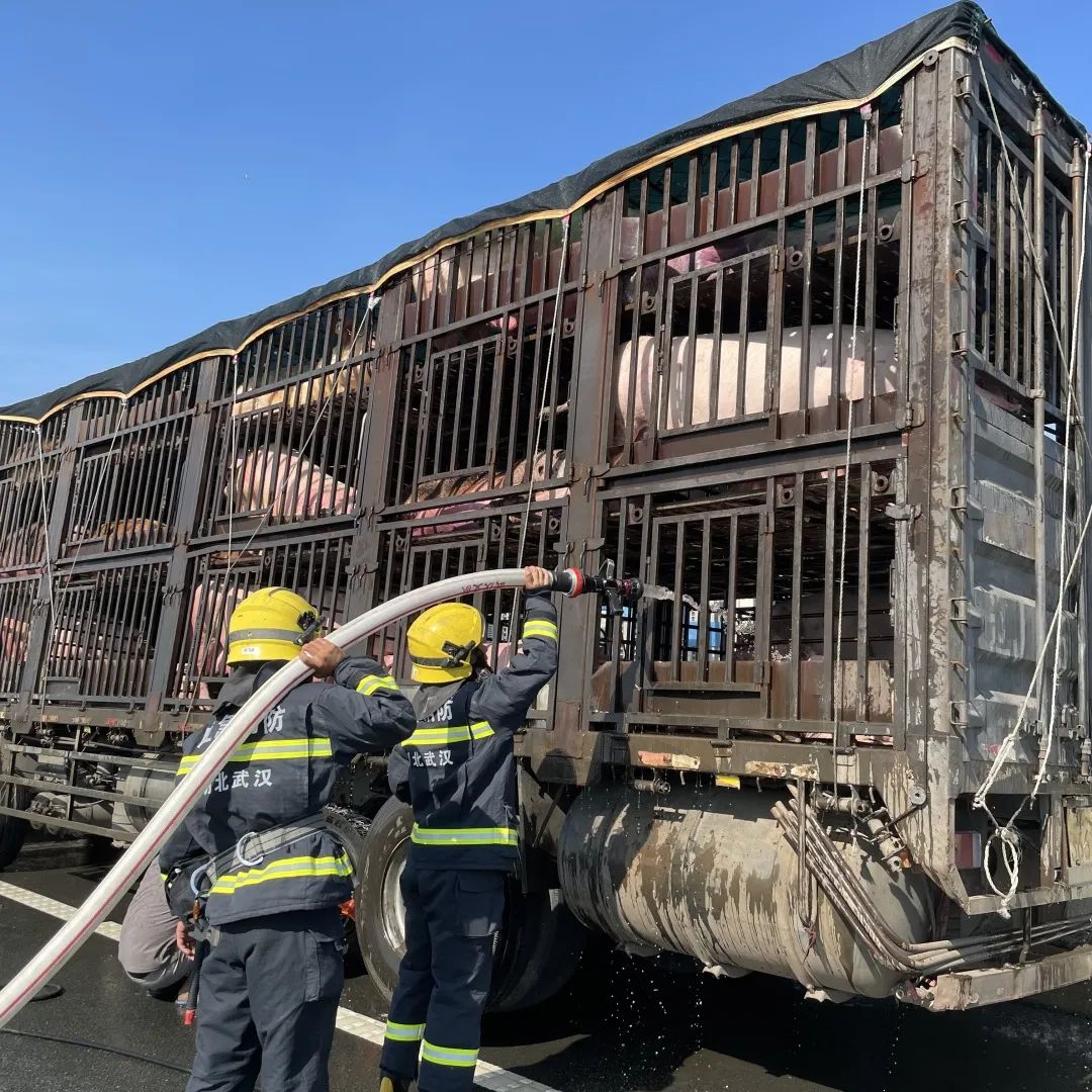 生猪运输货车爆胎消防员给八戒洒水降温现彩虹网友二师兄有救啦