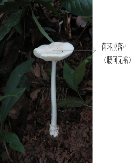 白环柄菇图片