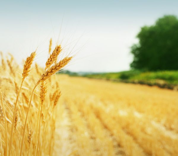 增产又增收！稻谷、小麦库存能满足一年以上口粮消费需求｜快讯