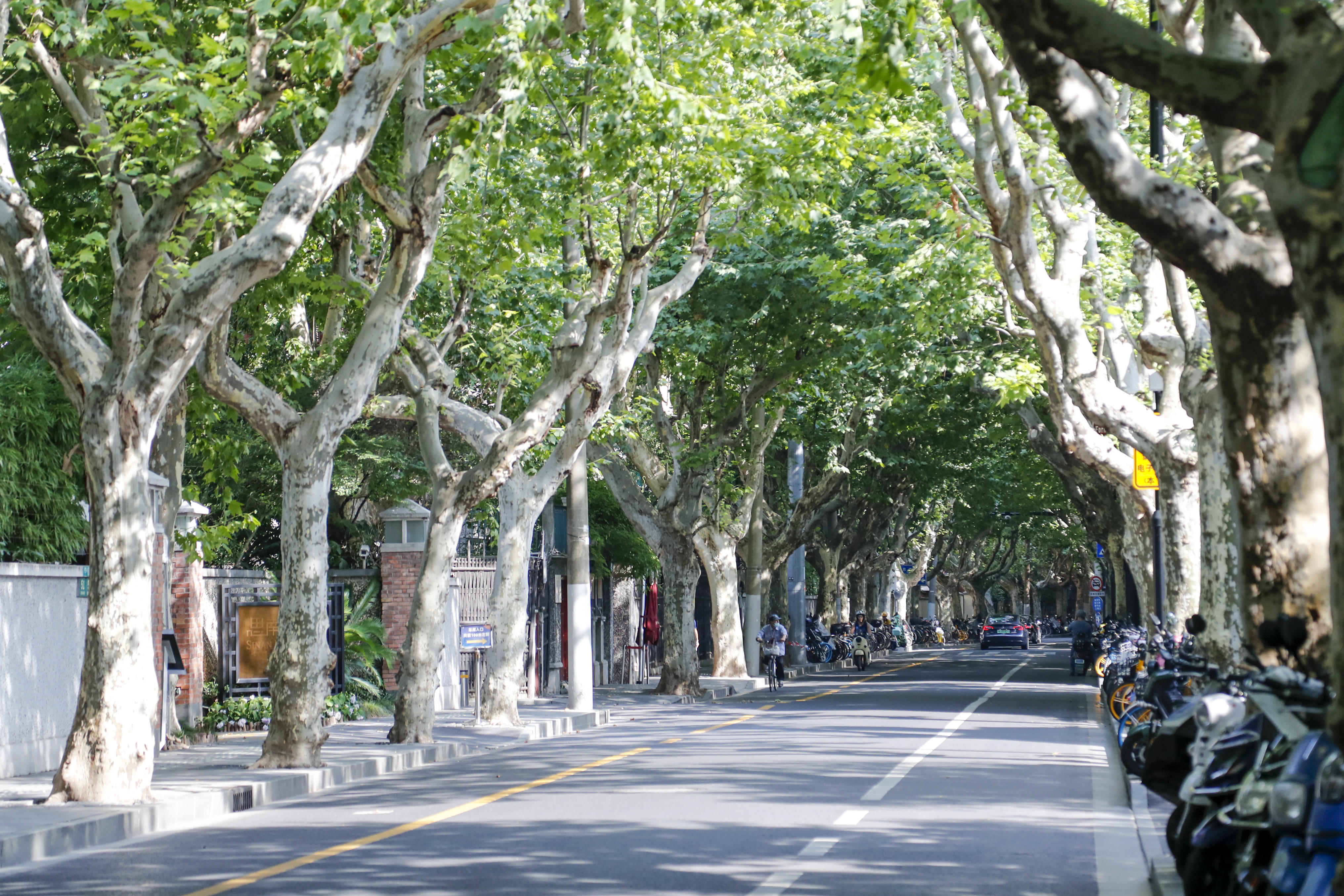 夏日空调路林荫道里藏着的小清新