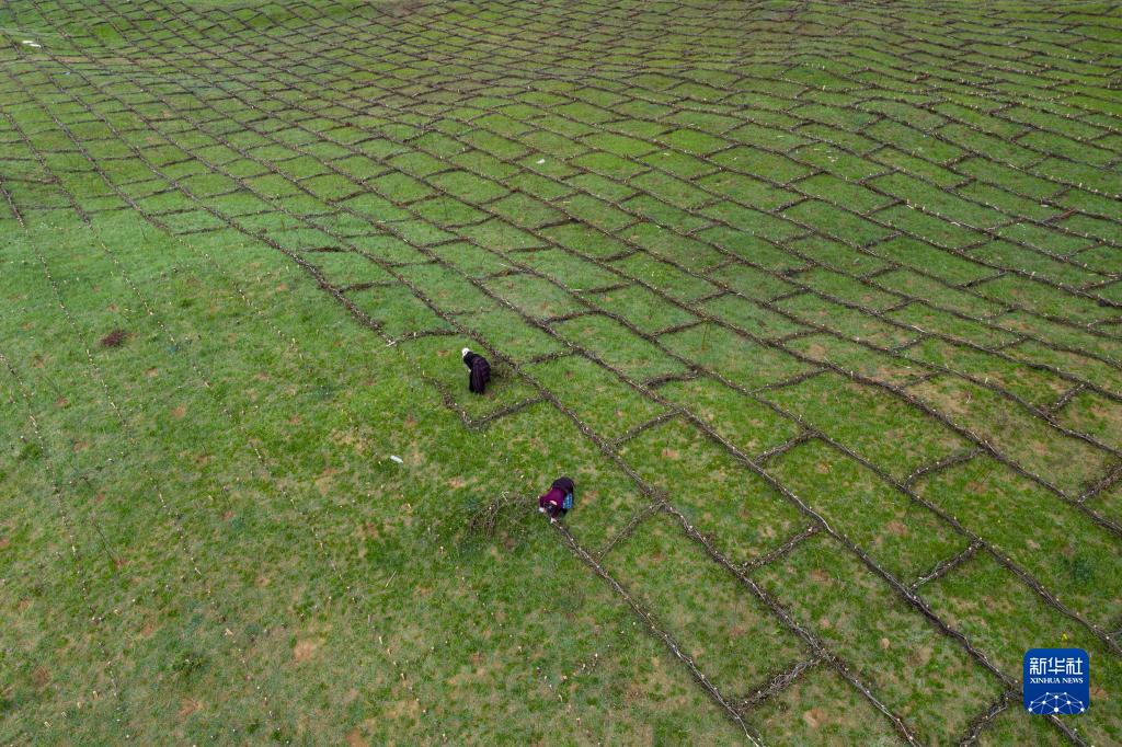 四川若尔盖:遏制草原退化沙化