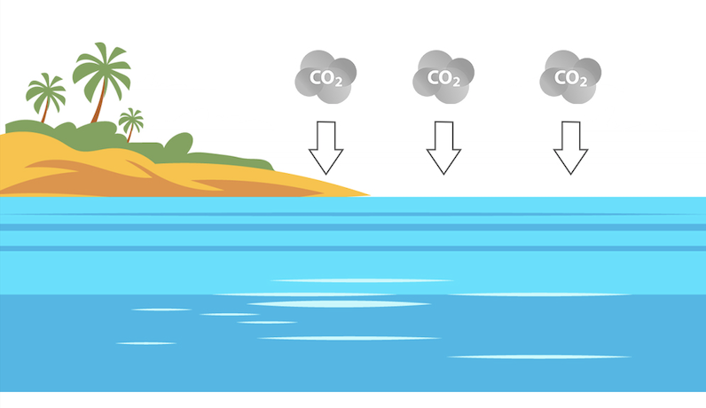 海洋酸化后还能吃海鲜吗低碳生活食品篇5