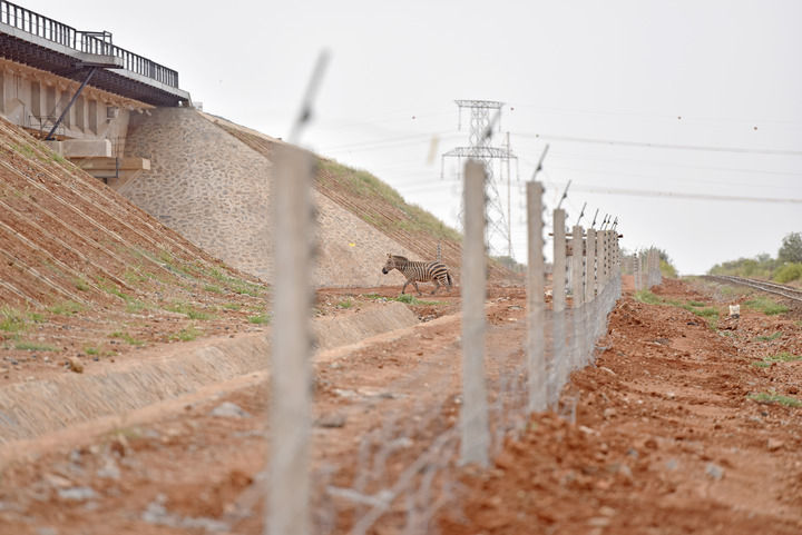 全球连线 | 蒙内铁路运营5周年——生态环保之路