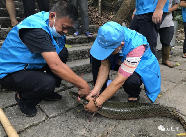 8月25日，广西桂平市农业农村局在西山风景区莲池内成功捕获2条鳄雀鳝（均长约1米，重约7.5公斤）。微信公众号“新桂平” 图