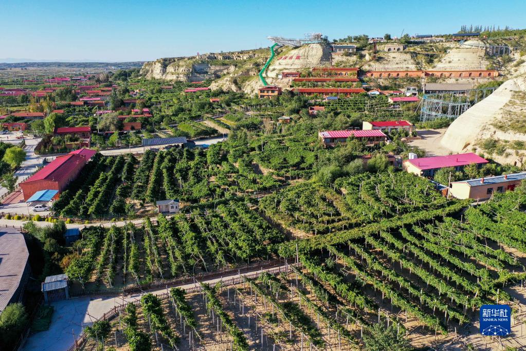 内蒙古托克托县:葡萄熟了 农民笑了