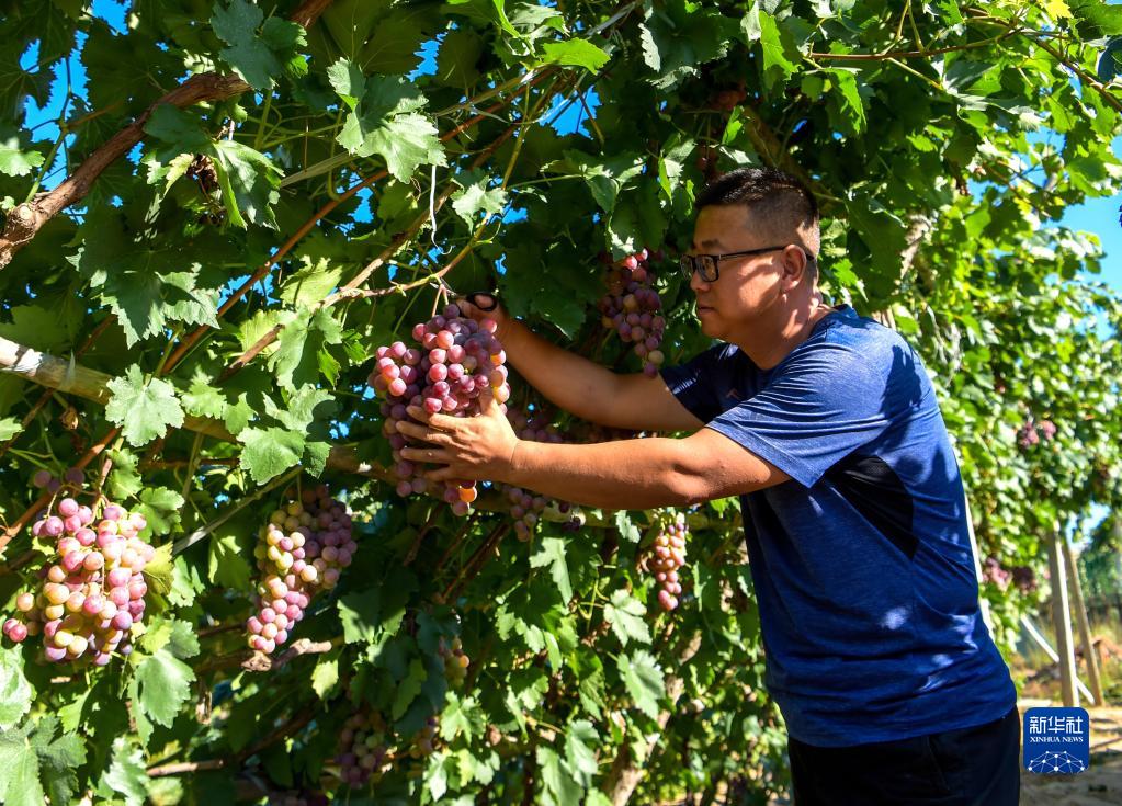 内蒙古托克托县:葡萄熟了 农民笑了