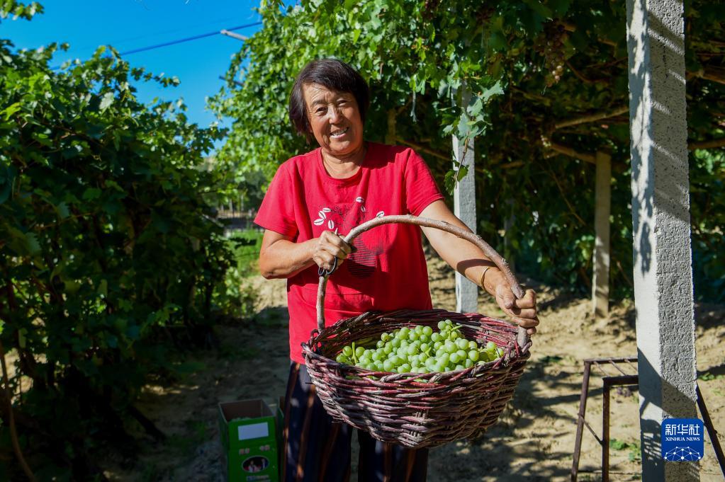 内蒙古托克托县:葡萄熟了 农民笑了