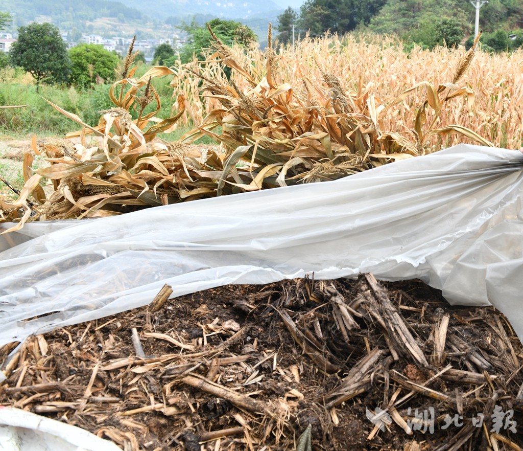 秸秆就地发酵堆肥