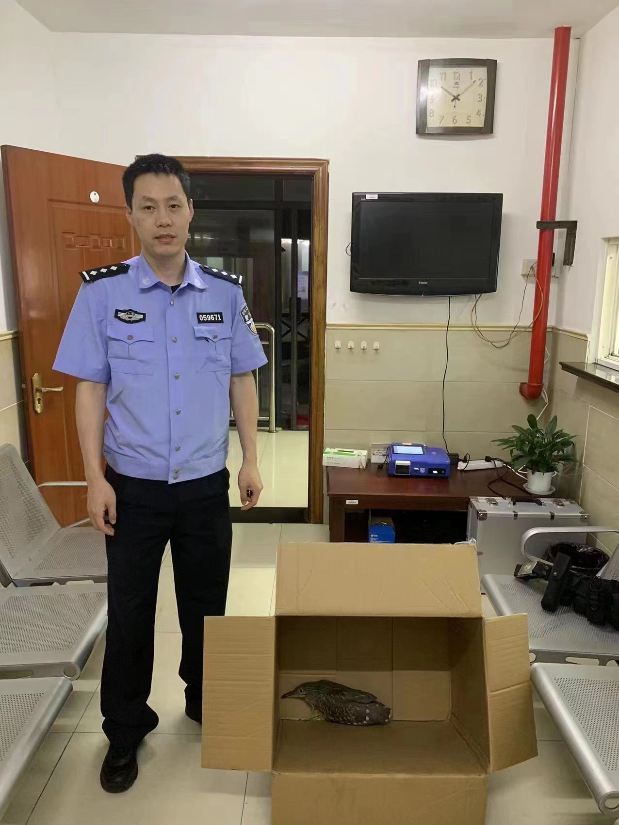 近日,崇明分局城桥派出所民警和辖区群众又合力救助起一只国家二级