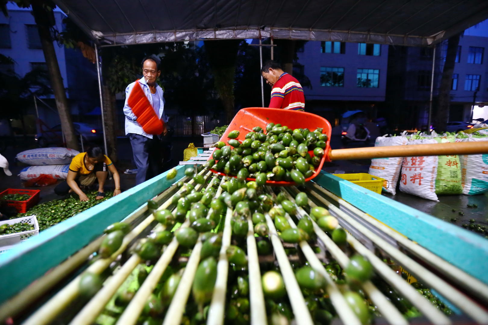 檳榔青果 資料配圖 圖據ic photo