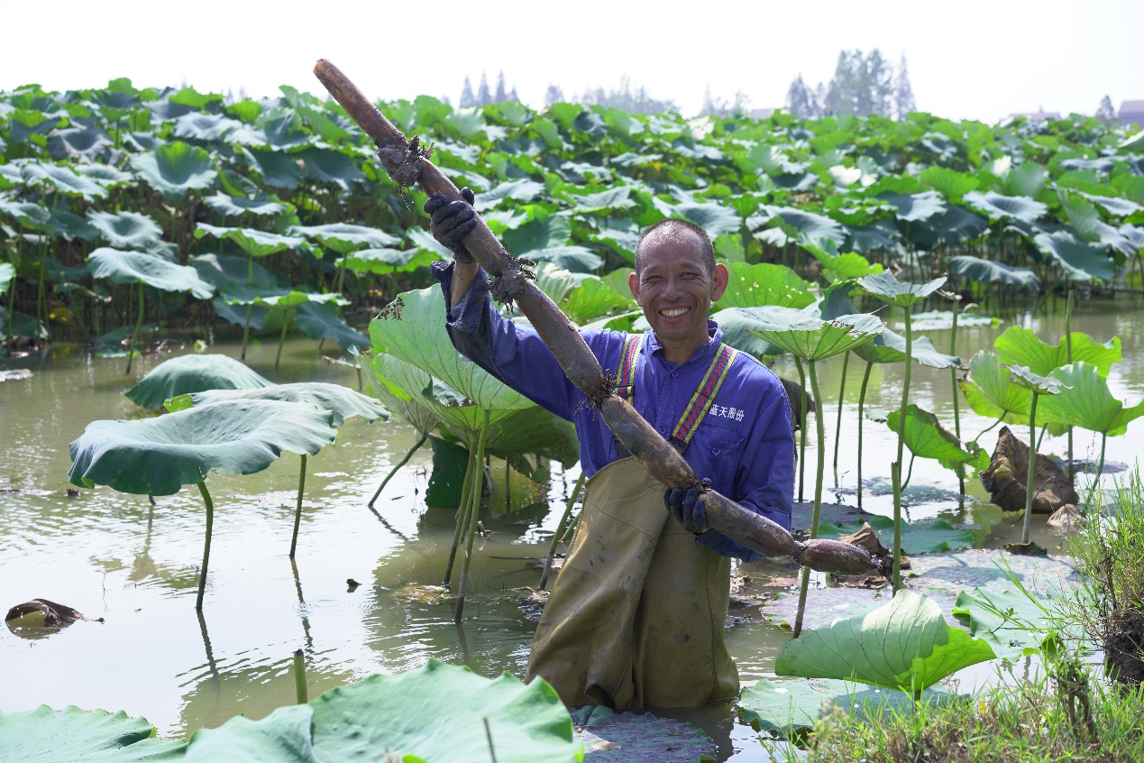 【新闻稿】美团买菜“本地尖货”品牌计划武汉站启动 洪湖莲藕最快30分钟送到家(1).docx