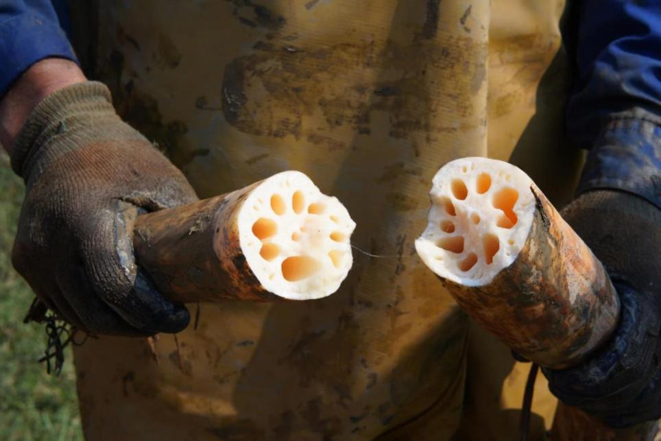 【新闻稿】美团买菜“本地尖货”品牌计划武汉站启动 洪湖莲藕最快30分钟送到家(1).docx