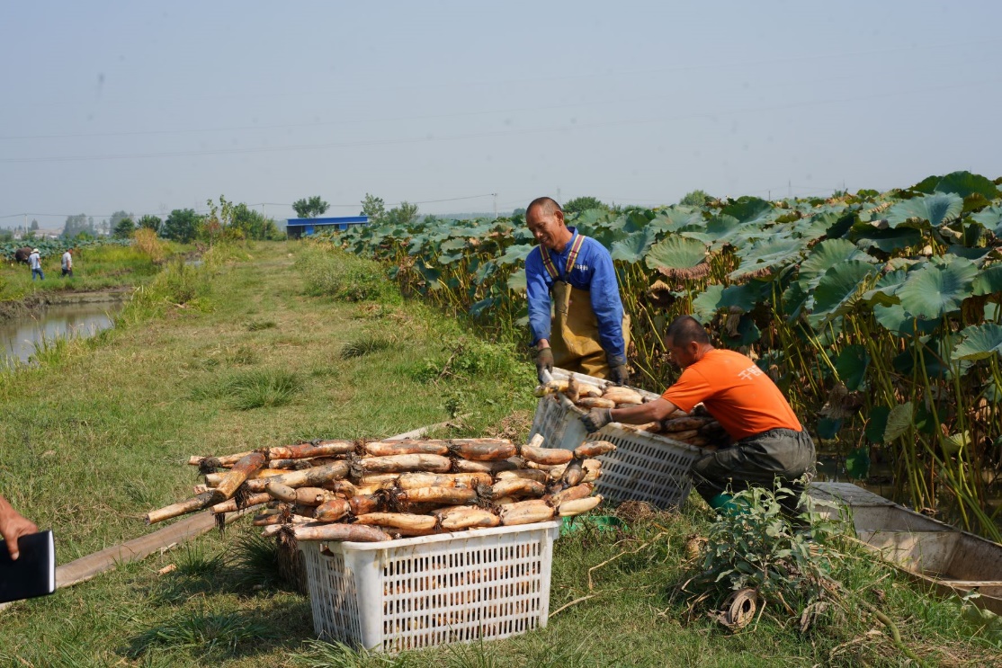 【新闻稿】美团买菜“本地尖货”品牌计划武汉站启动 洪湖莲藕最快30分钟送到家(1).docx