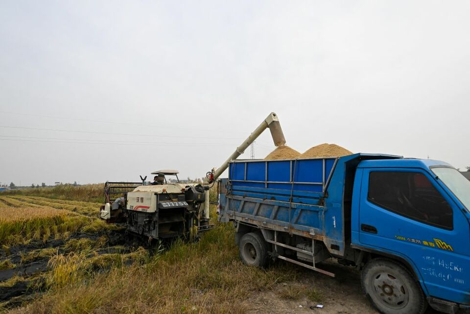 小站稻田增收记