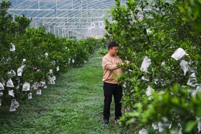 10月26日，在重庆市大足区中敖镇加福村，刘峰钻在柑橘园查看柑橘生长情况。新华社记者王全超 摄