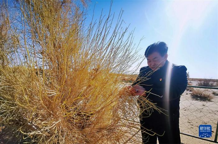 11月4日,内蒙古巴彦淖尔市乌拉特后旗巴音查干嘎查党支部书记宝玉查看梭梭长势。新华社记者 李云平 摄 11月4日,内蒙古巴彦淖尔市乌拉特后旗巴音查干嘎查党支部书记宝玉查看梭梭长势。新华社记者 李云平 摄