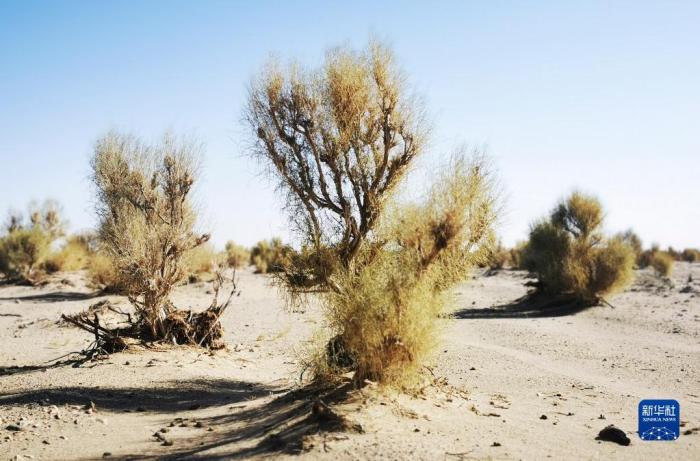 这是内蒙古巴彦淖尔市乌拉特后旗巴音查干嘎查牧民种植的梭梭(11月4日摄)。新华社记者 李云平 摄 这是内蒙古巴彦淖尔市乌拉特后旗巴音查干嘎查牧民种植的梭梭(11月4日摄)。新华社记者 李云平 摄