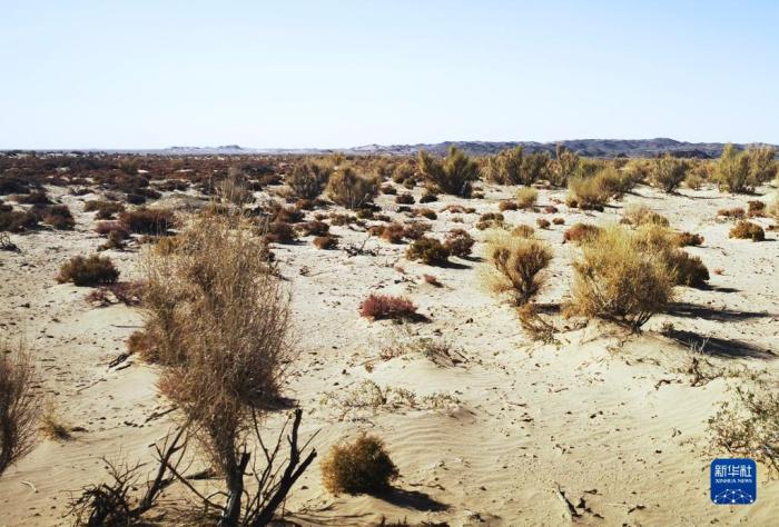 这是内蒙古巴彦淖尔市乌拉特后旗巴音查干嘎查牧民种植的梭梭(11月4日摄)。新华社记者 李云平 摄 这是内蒙古巴彦淖尔市乌拉特后旗巴音查干嘎查牧民种植的梭梭(11月4日摄)。新华社记者 李云平 摄