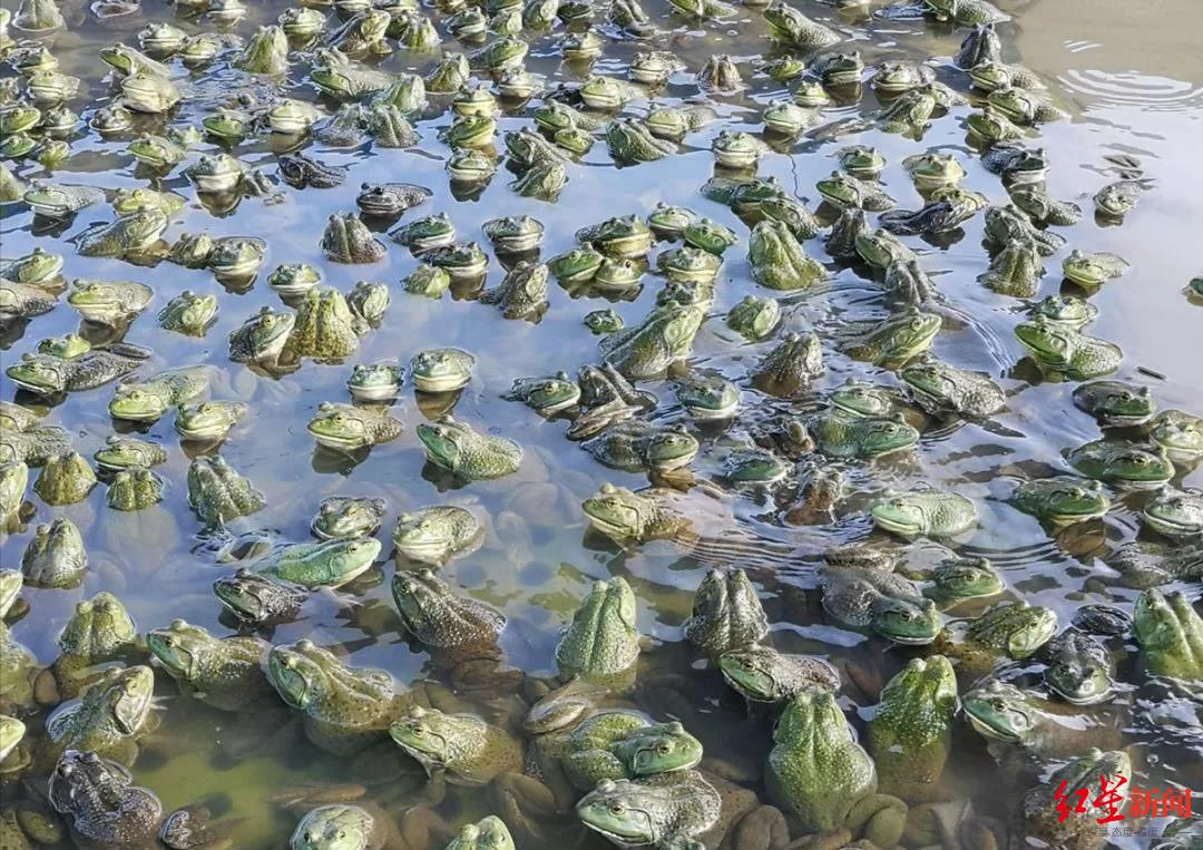 危险的牛蛙美蛙餐馆检出兽药残留超标背后滥用抗生素与禁用兽药的养殖