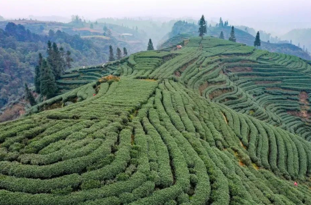 春茶上市丨雅安名山蒙顶山茶上新