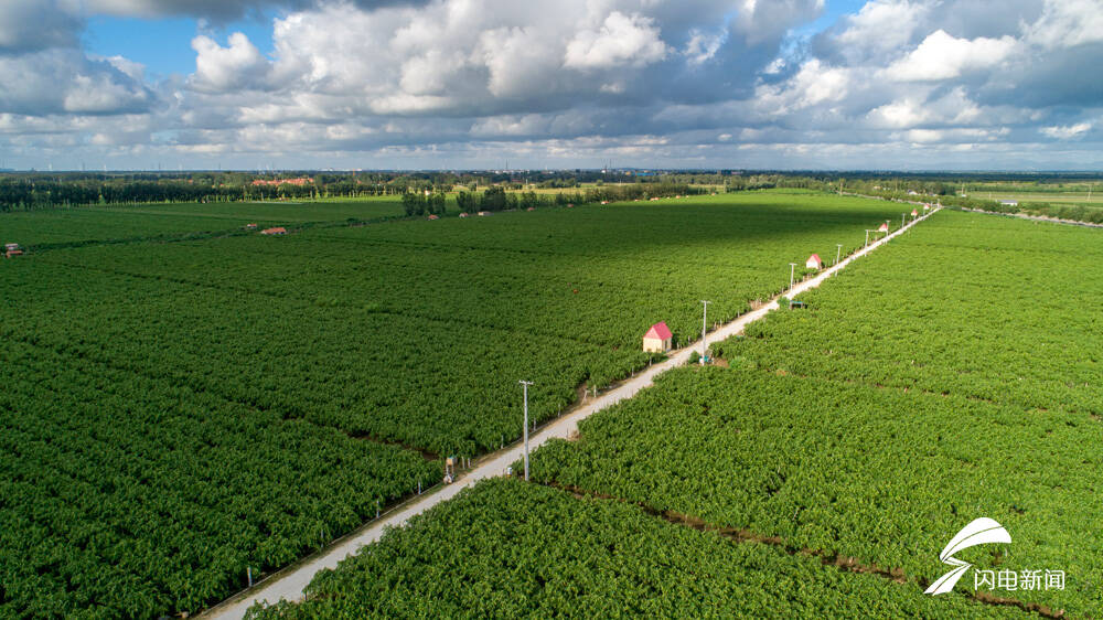 昌邑市卜庄镇加快建设农业强镇打造宜居宜业乡村