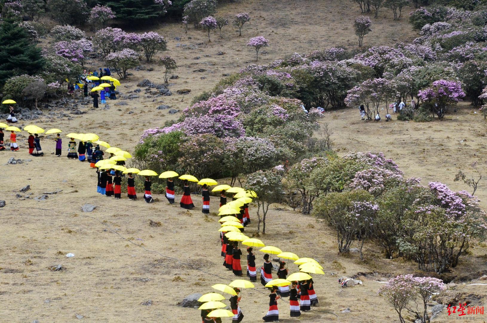凉山普格县索玛花赏花季开幕彝族传统选美冠军出炉