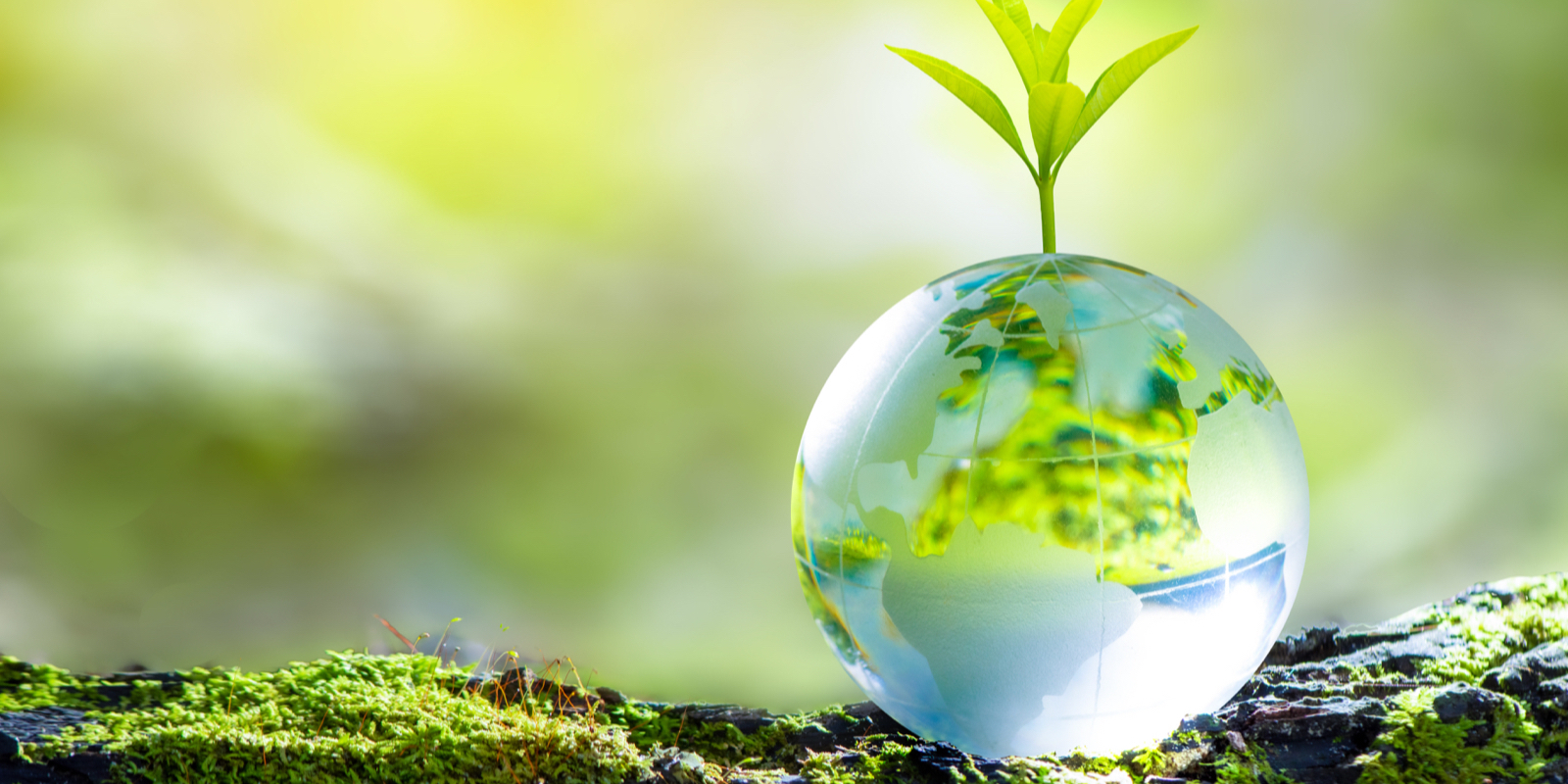 ppt 背景 壁纸 电脑桌面 发芽 绿色 绿色植物 嫩芽 嫩叶 新芽 植物