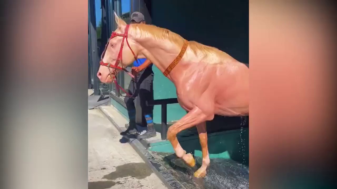 睇show酷炫汗血宝马出浴通体粉色威风凛凛