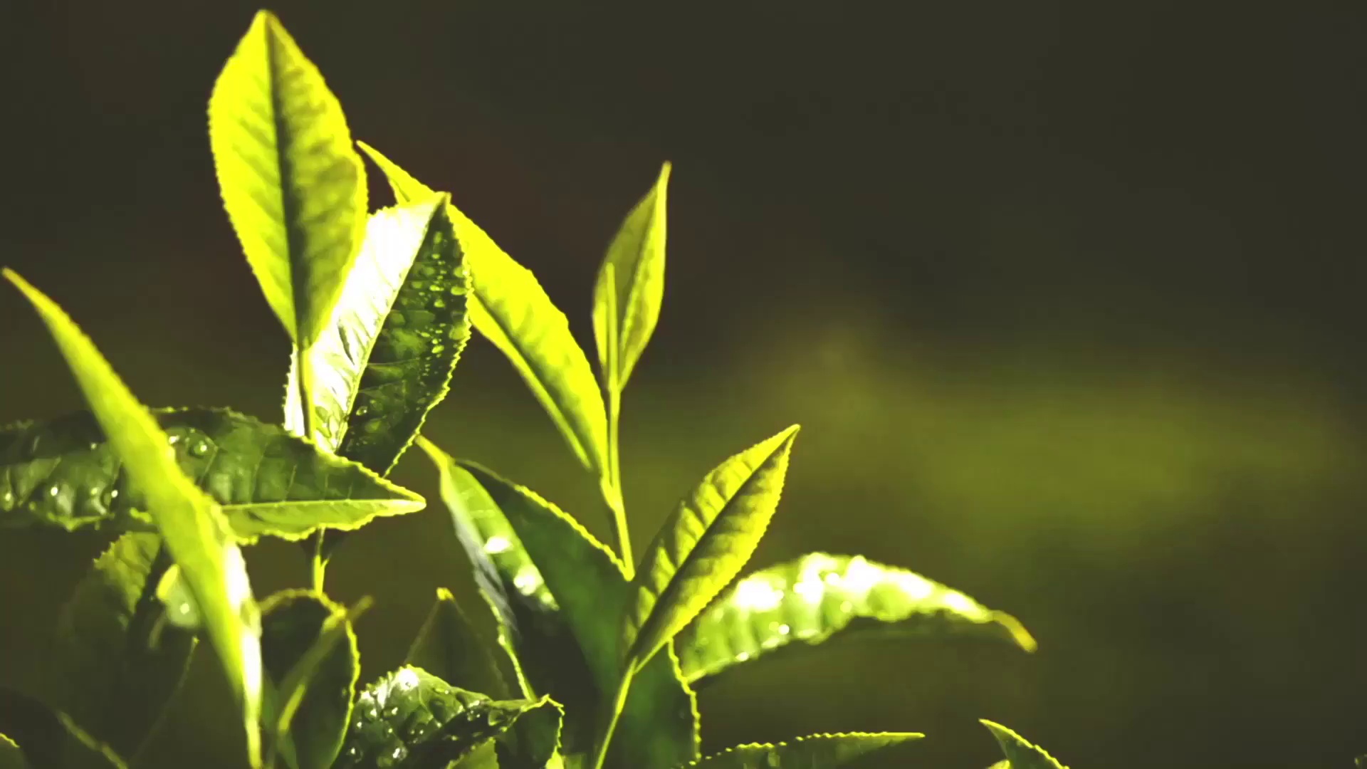 走向全球黄山茶叶西游记