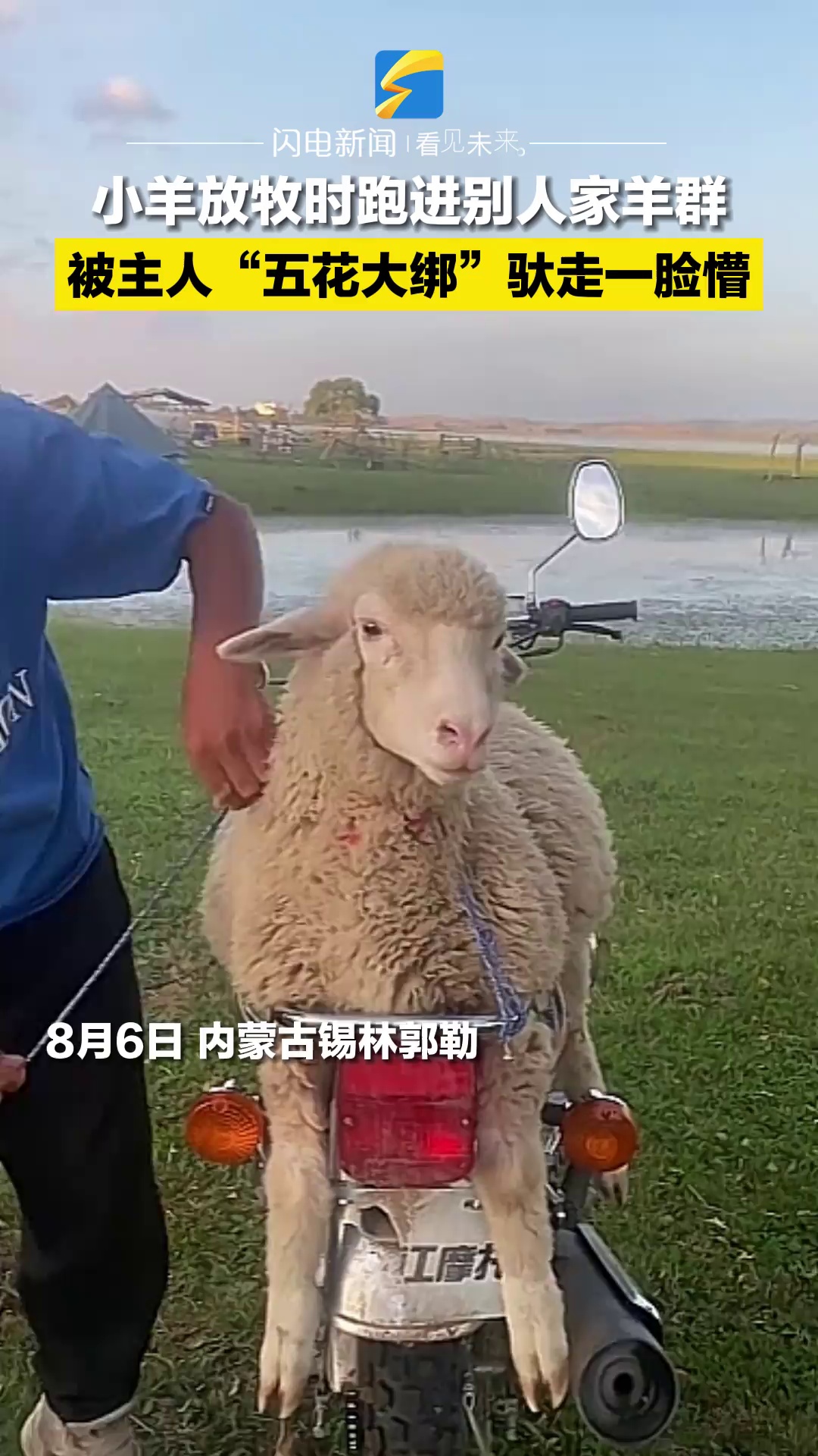 小羊放牧时跑进别人家羊群被主人 五花大绑 驮走一脸懵 人民号