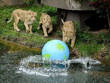 "世界狮子日"英国动物园狮子水中玩球