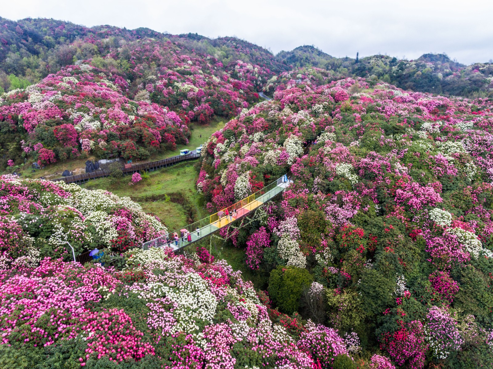 贵州毕节:飞阅花海