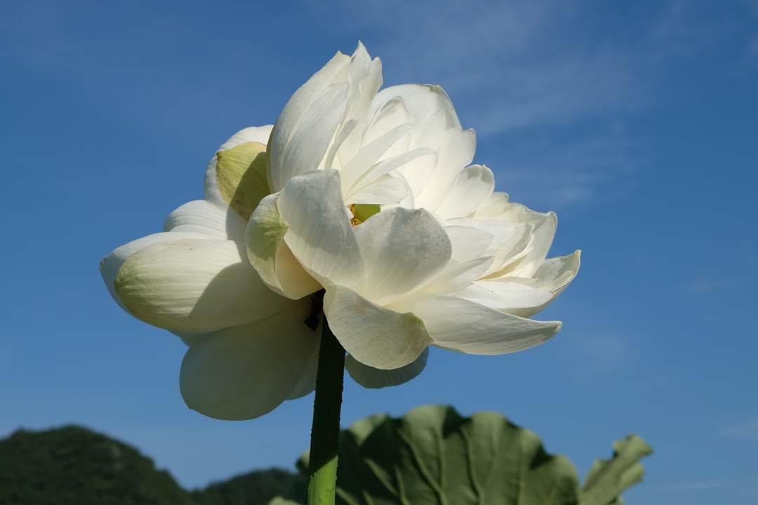 并蒂莲 连 云南普者黑再见并蒂莲花