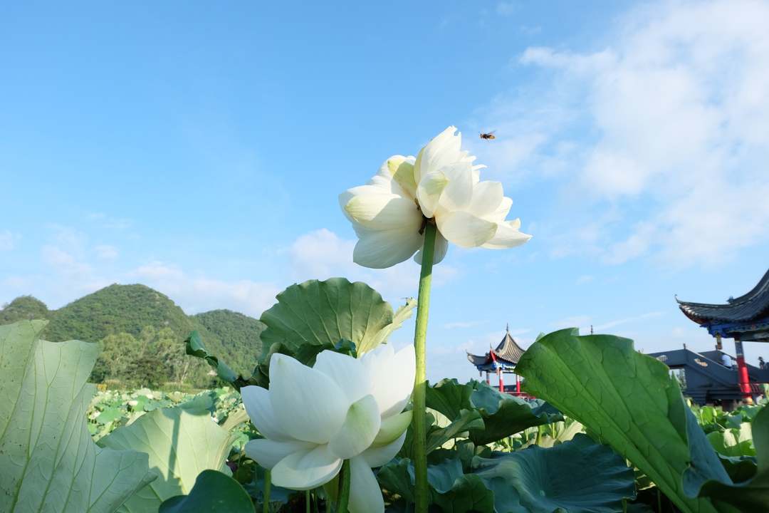 并蒂莲 连 云南普者黑再见并蒂莲花