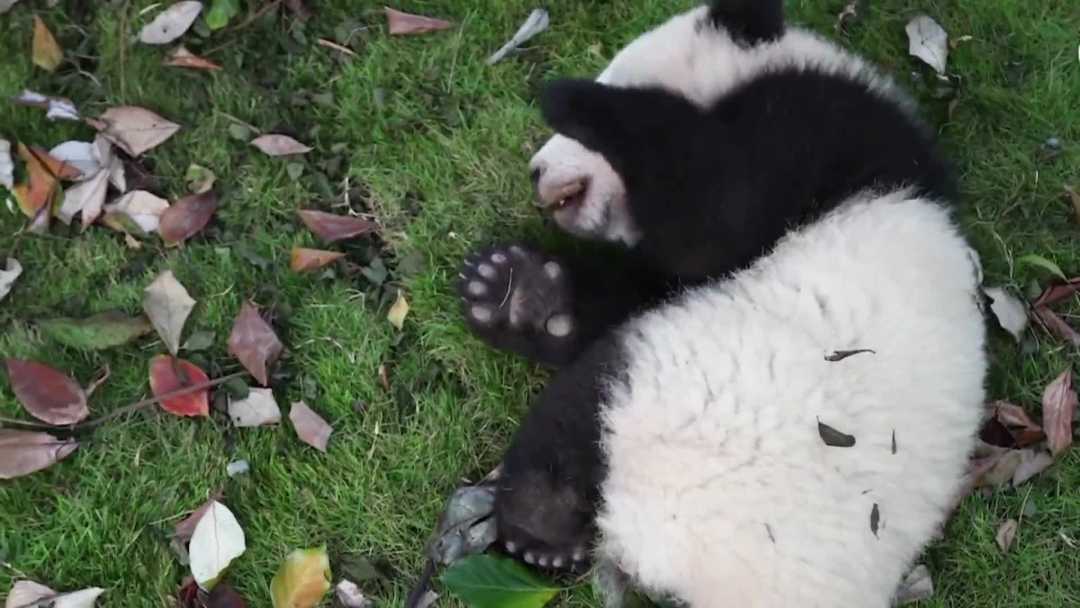 大熊猫为啥被“降级”？揭秘来了