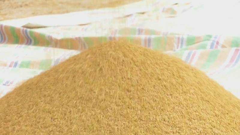 亩产575.3公斤！新疆喀什耐盐碱水稻丰收