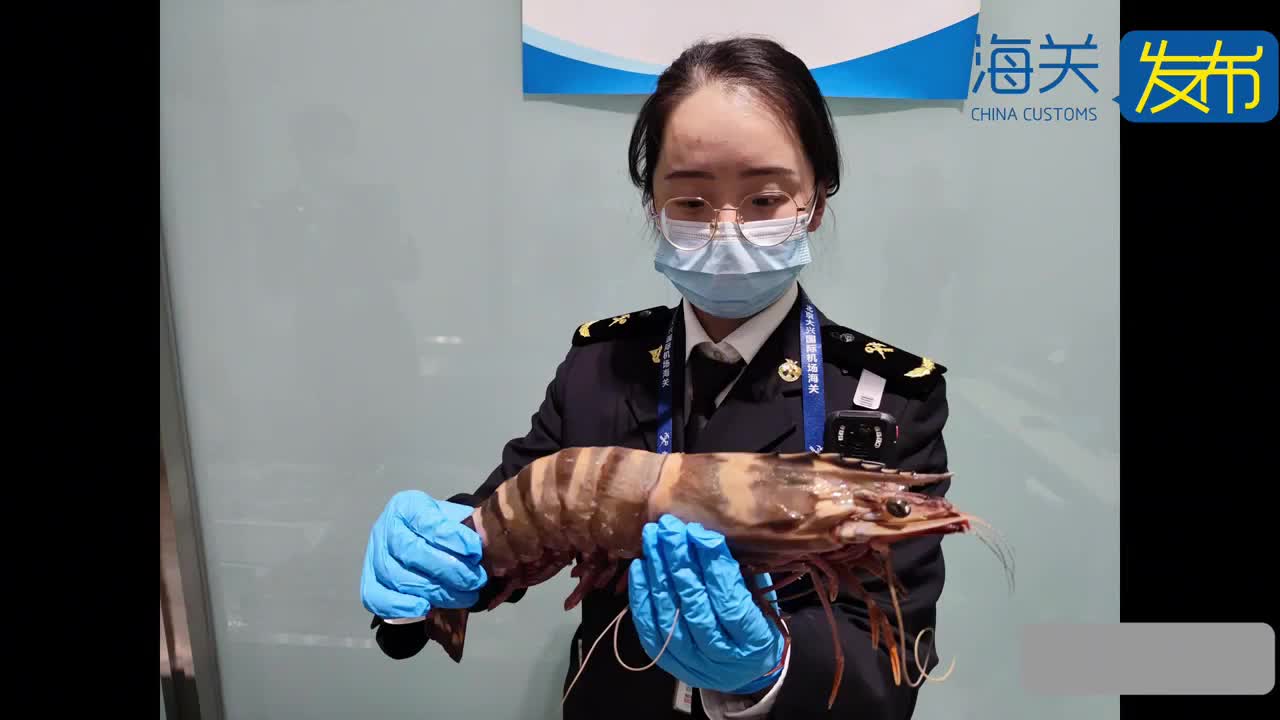 北京大兴海关查获47千克冰鲜虾！网友评论亮了
