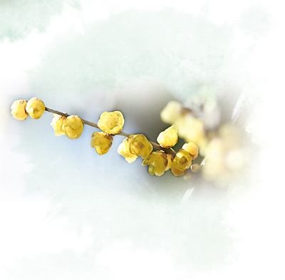 蜡梅梅花 浓淡相宜(把自然讲给你听)